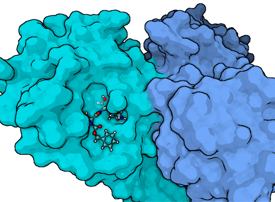 Molecular model of SARS-CoV-2 3CL