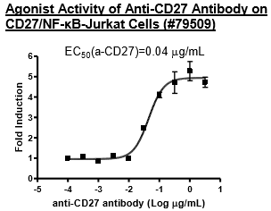 Anti-CD27 Agonist Antibody