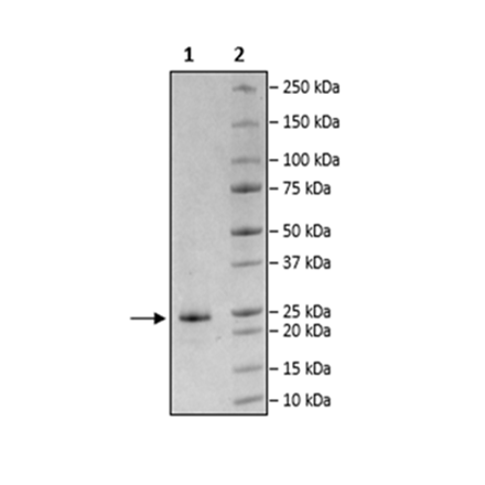 APRIL, His-Avi-Tag Recombinant APRIL 100254