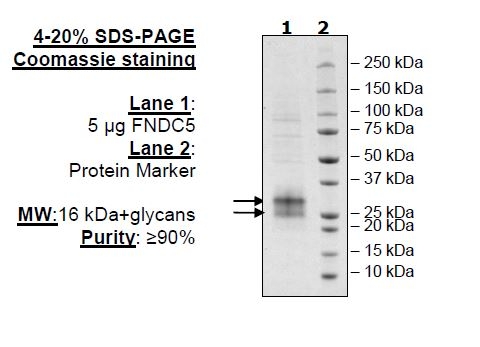 FNDC5, Avi-His-Tag, Biotin Labeled