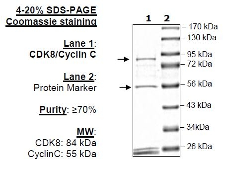 CDK8/Cyclin C, GST-tags