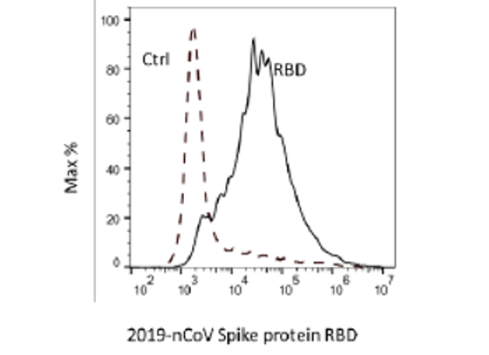 Anti-SARS-CoV-2 Spike Protein S1 Antibodies
