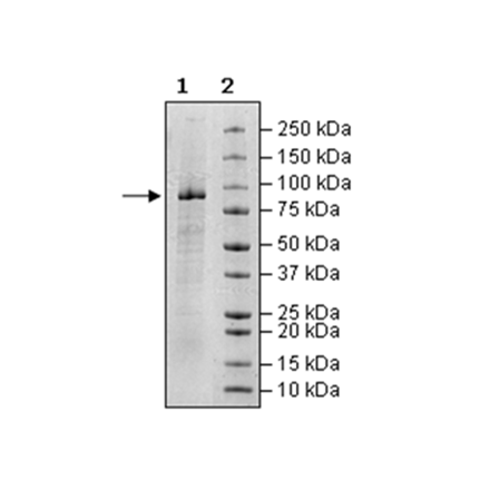 Anti-BCMA-Anti-CD19-Anti-CD3 Trispecific Molecule BCMA 100761