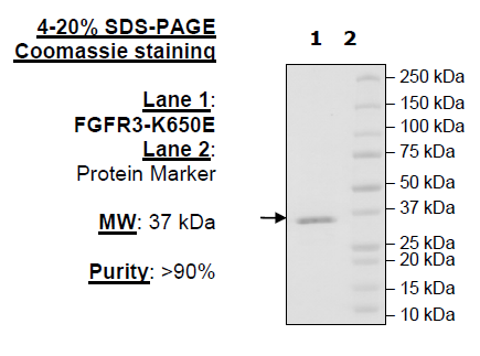 FGFR3 (K650E), His-Tag (Dephosphorylated)