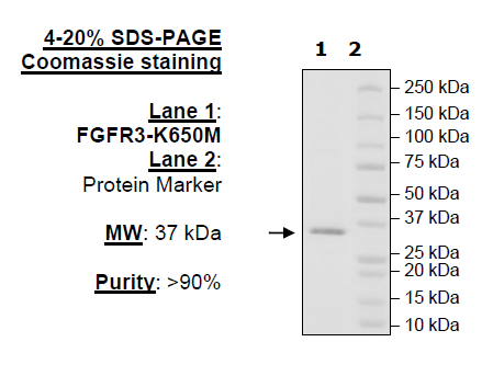 FGFR3 (K650M), His-Tag (Dephosphorylated)