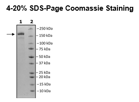 Spike Trimer (S1+S2) (B.1.351 Variant, delta242-244) (SARS-CoV-2)