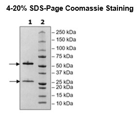 Anti-CD235a IgG1 Antibody, Biotin-L