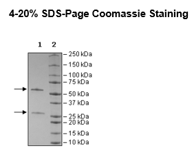 Anti-NCAM1 (CD56) IgG Antibody, Bio