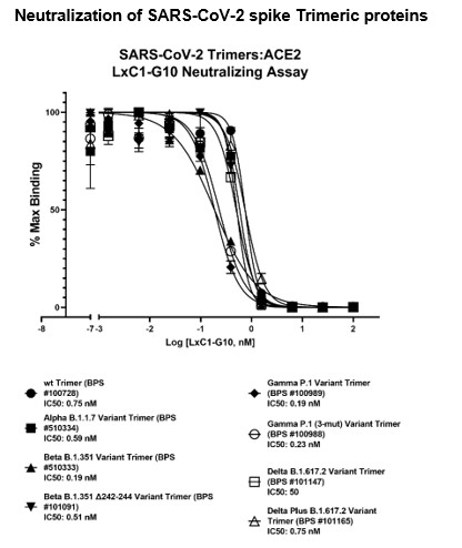 Spike Neutralizing Antibody (Clone LxC1-G10) (SARS-CoV-2)