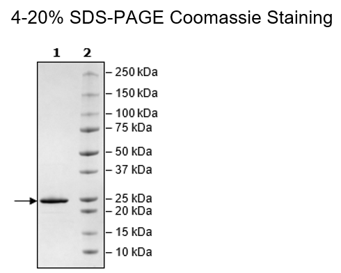 MCL1, His-Tag (Guinea Pig) Recombinant
