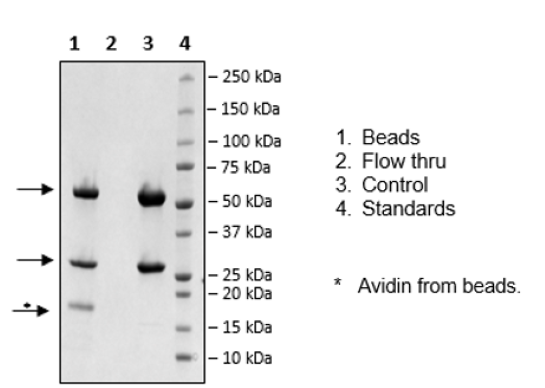 Biotin-Avidin Pulldown