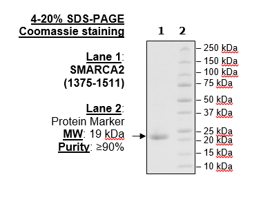 SMARCA2, His-Tag, Biotin-Labeled