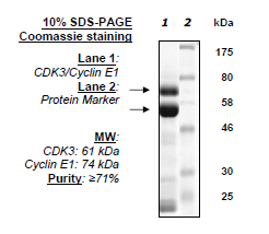 CDK3/CyclinE1, GST-tag