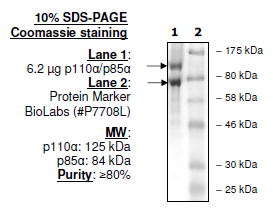 PI3 kinase (p110alpha/p85alpha), FLAG-tag