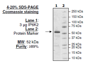 IP6K2, Biotin-labeled, His-tag, Avi-tag