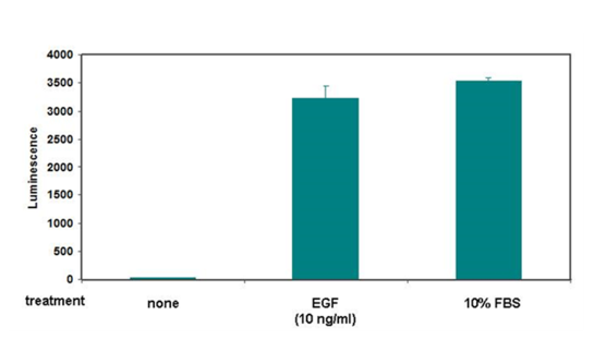 EGF or serum induced the expression of SRE reporter in SRE Reporter – HEK293