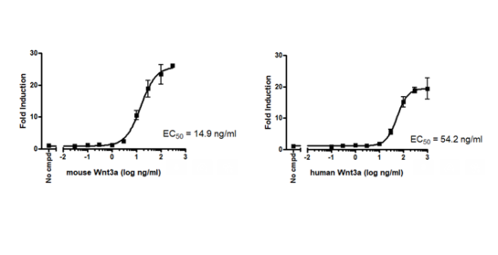 Dose response of TCF/LEF reporter (luc)-HEK293 cells to mouse or human Wnt3a