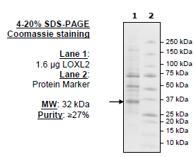 Lysyl Oxidase-like 2 (LOXL2), FLAG-tag (Sf9-derived)