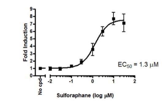 Dose response of sulforaphane in ARE Luciferase Reporter HepG2 cells. The results are shown as fold induction of unstimulated luciferase activity. 