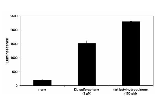 ARE Luciferase Reporter HepG2 cells response to sulforaphane (3 µM) and tert-butylhydroquinone (160 µM). 