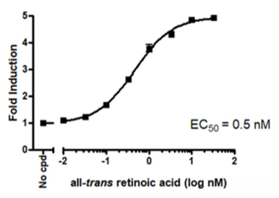 Dose response curve of RARβ Luciferase Reporter HEK293 Cell Line to all-trans retinoic acid (ATRA)