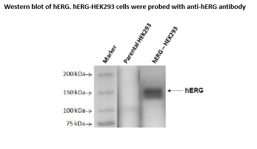 hERG (Kv11.1) - HEK293 Recombinant Cell line