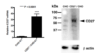CD27 CHO-K1 Stable Recombinant Cell Line