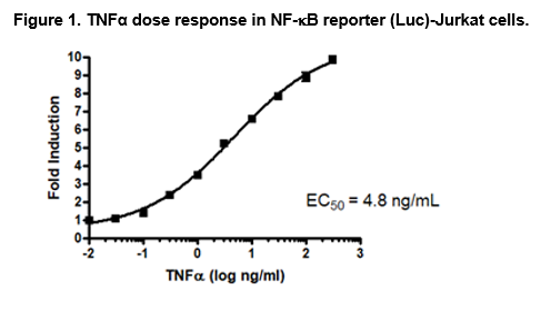 NF-kappaB-Luciferase Reporter (Luc) - Jurkat Cell Line