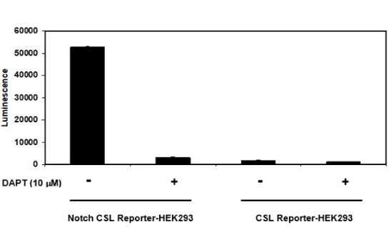 Response of Notch1/CSL Luciferase Reporter HEK293 Cell Line to DAPT, a Notch pathway inhibitor.  