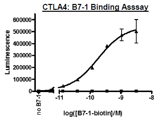 B7-1 (CD80), Fc fusion, Biotin-labeled