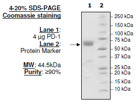 PD-1 (CD279), Fc fusion, Biotin-labeled (Human)