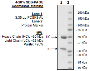 Anti-PCSK9 Neutralizing Antibody