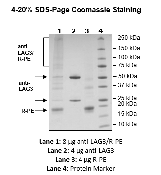 Anti-LAG3 Antibody, PE-Labeled