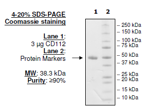 CD112, His-tag, Biotin-labeled