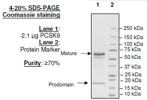 PCSK9, C-terminal His-Avi, Biotin-labeled