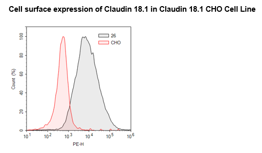 Claudin-18 Isoform 1 CHO Cell Line