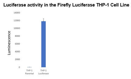 Firefly Luciferase THP-1 Cell Line