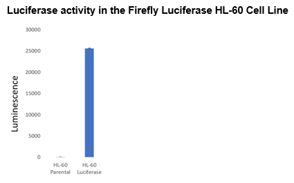 Firefly Luciferase HL-60 Cell Line
