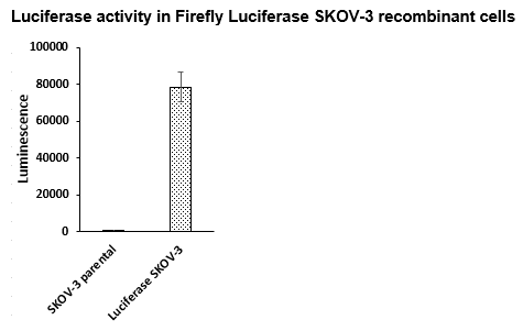 Firefly Luciferase SKOV-3 Cell Line