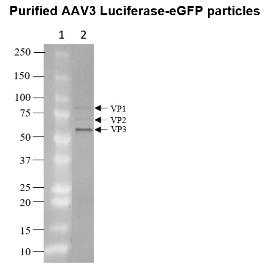 AAV3 Luciferase-eGFP
