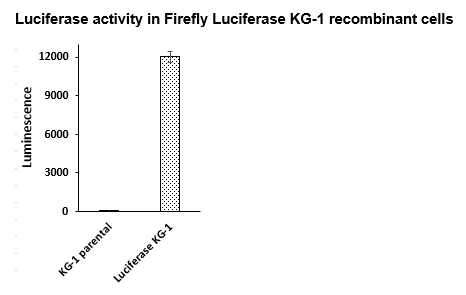 Firefly Luciferase KG1 Cell Line