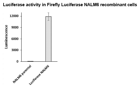 Firefly Luciferase NALM6 Cell Line