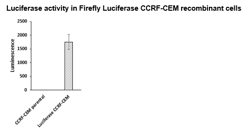 Firefly Luciferase CCRF-CEM Cell Line