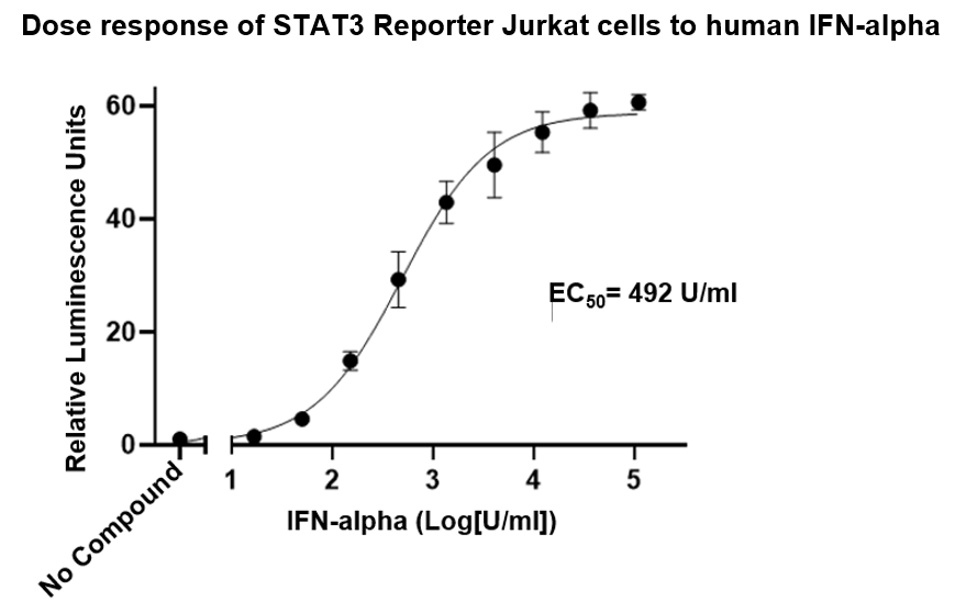 STAT3 Reporter Jurkat Cell Line