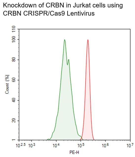 CRBN CRISPR/Cas9 Lentivirus (Integrating)