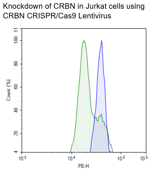 CRBN CRISPR/Cas9 Lentivirus (Non-Integrating)