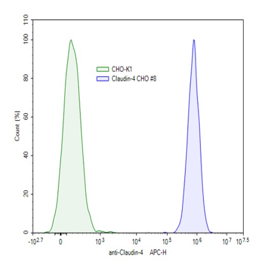 Claudin-4 CHO Cell Line