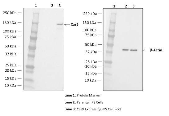 Cas9 protein expression analysis by Western Blot in Cas9 Expressing iPS Cell Pool.