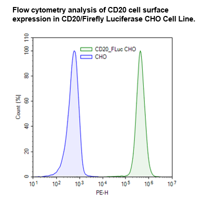 CD20/Firefly Luciferase CHO Cell Line