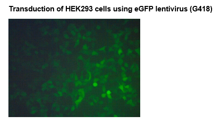 Enhanced GFP Lentivirus (G418)